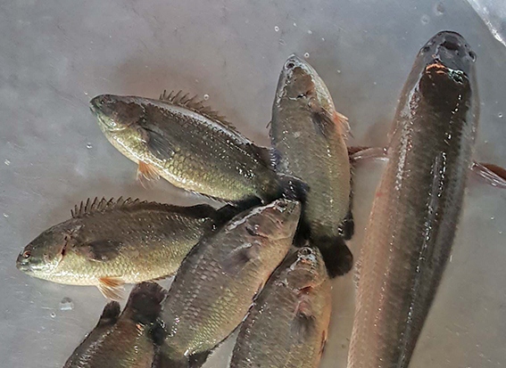 Nhớ một thuở rô đồng